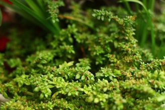 A lush cluster of green foliage with tiny leaves densely packed together, displaying vibrant shades of green and small red accents. The leaves appear fresh and lively, suggesting a healthy plant environment.