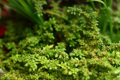 A lush cluster of green foliage with tiny leaves densely packed together, displaying vibrant shades of green and small red accents. The leaves appear fresh and lively, suggesting a healthy plant environment.
