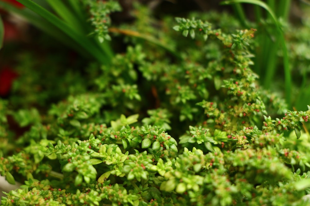 a close up of a bunch of green plants