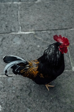 A rooster with vibrant plumage stands on a textured stone surface. Its feathers are primarily black with golden and white accents, and it has a bright red comb.