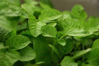 A close-up of lush green leaves from a thriving permanent crop at Verdeforte farm.