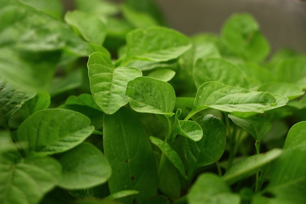 A close-up of lush green leaves from a thriving permanent crop at Verdeforte farm.