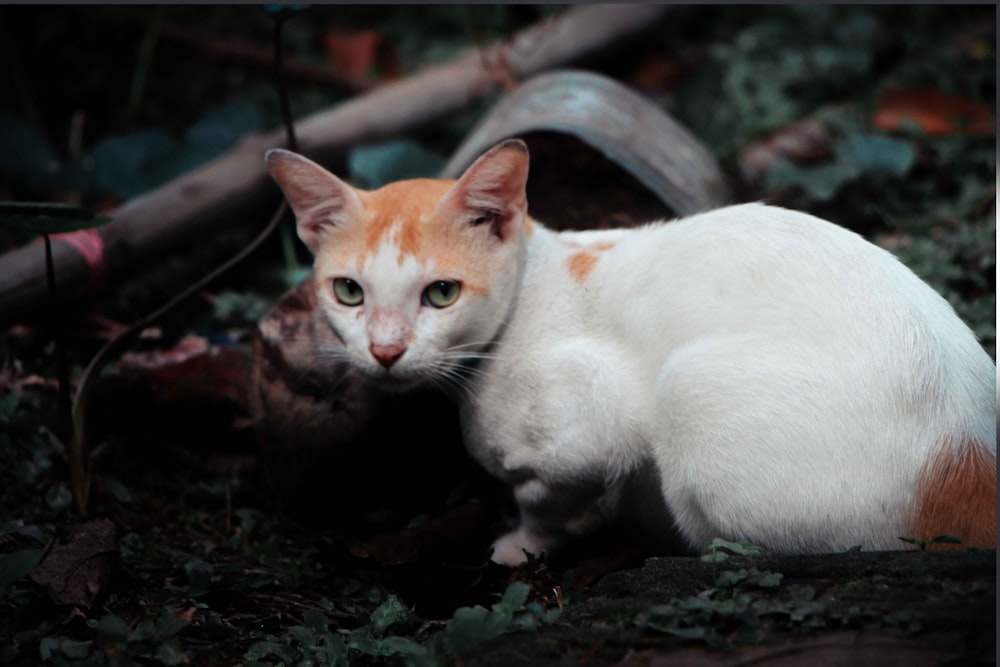 a white and orange cat sitting on the ground