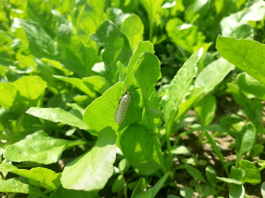 A small insect with a white body and black spots clings to a bright green leaf amidst a backdrop of lush, healthy vegetation. Sunlight pours over the leaves, highlighting their textured surfaces and vibrant color.