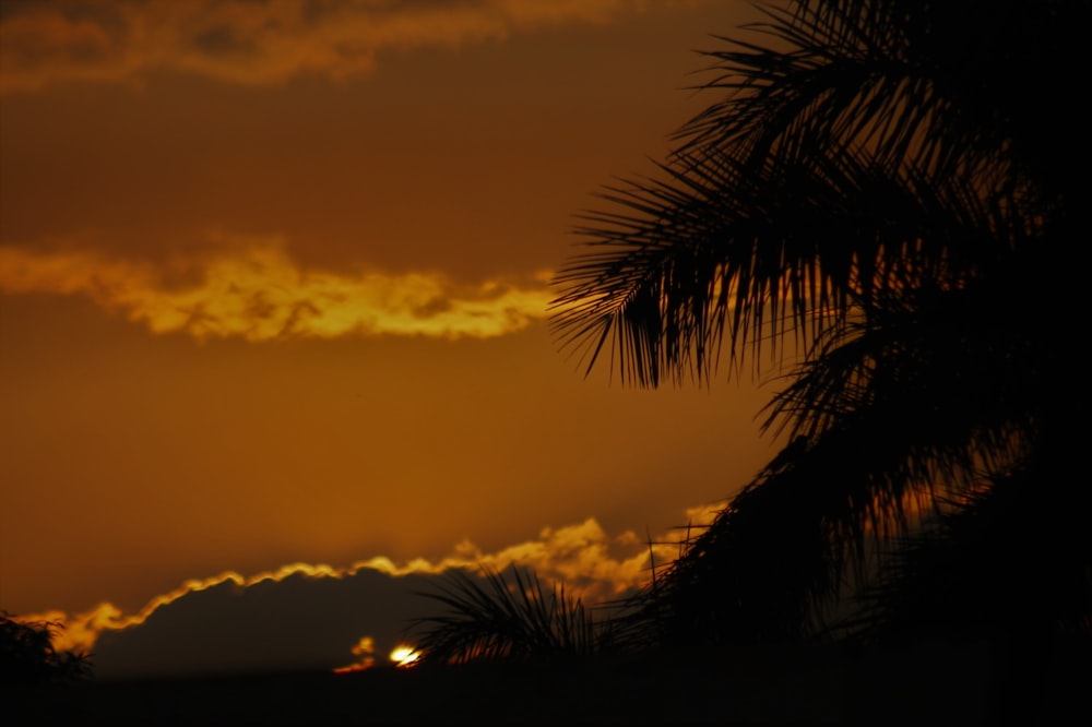 the sun is setting behind a palm tree