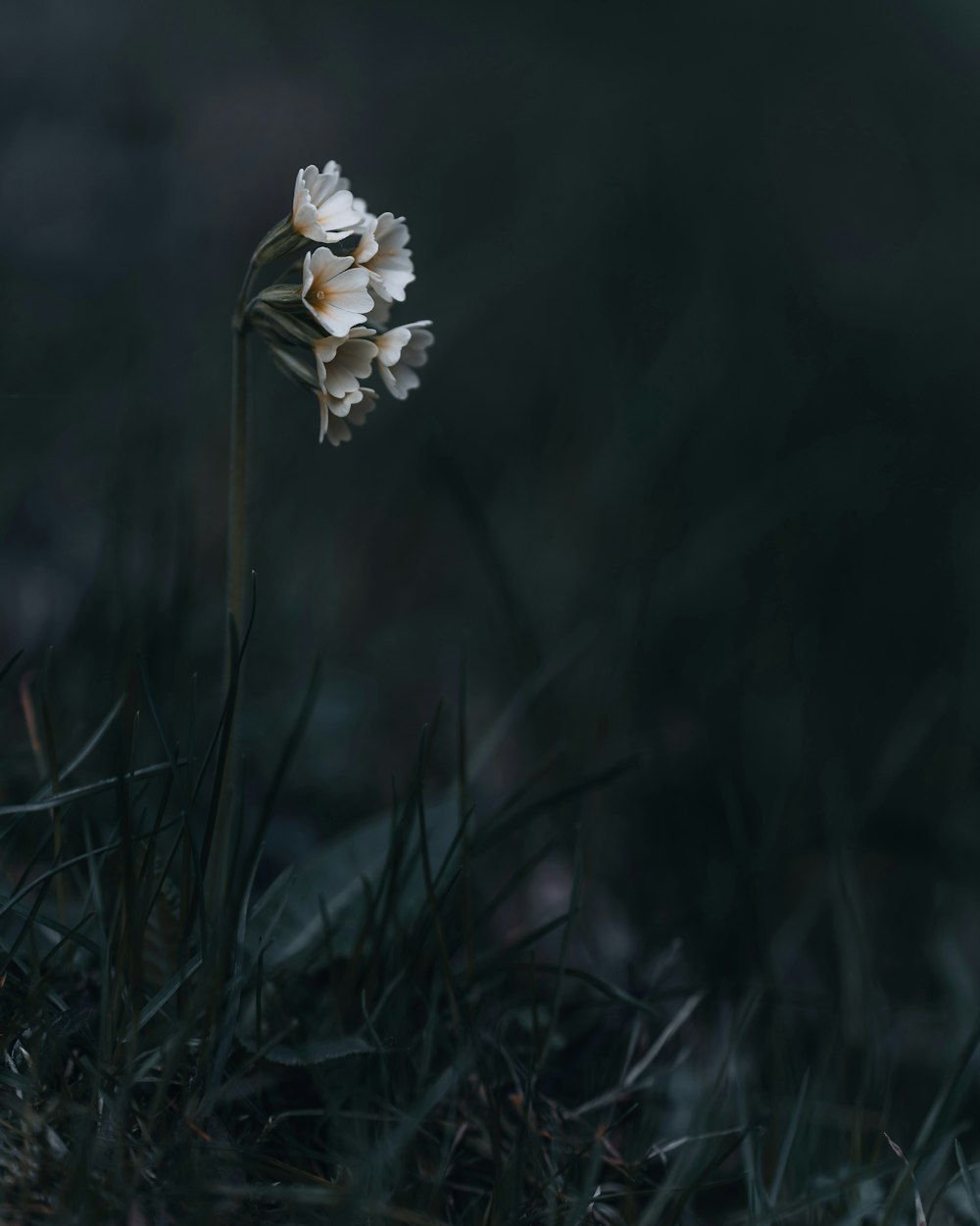 a single white flower sitting in the grass