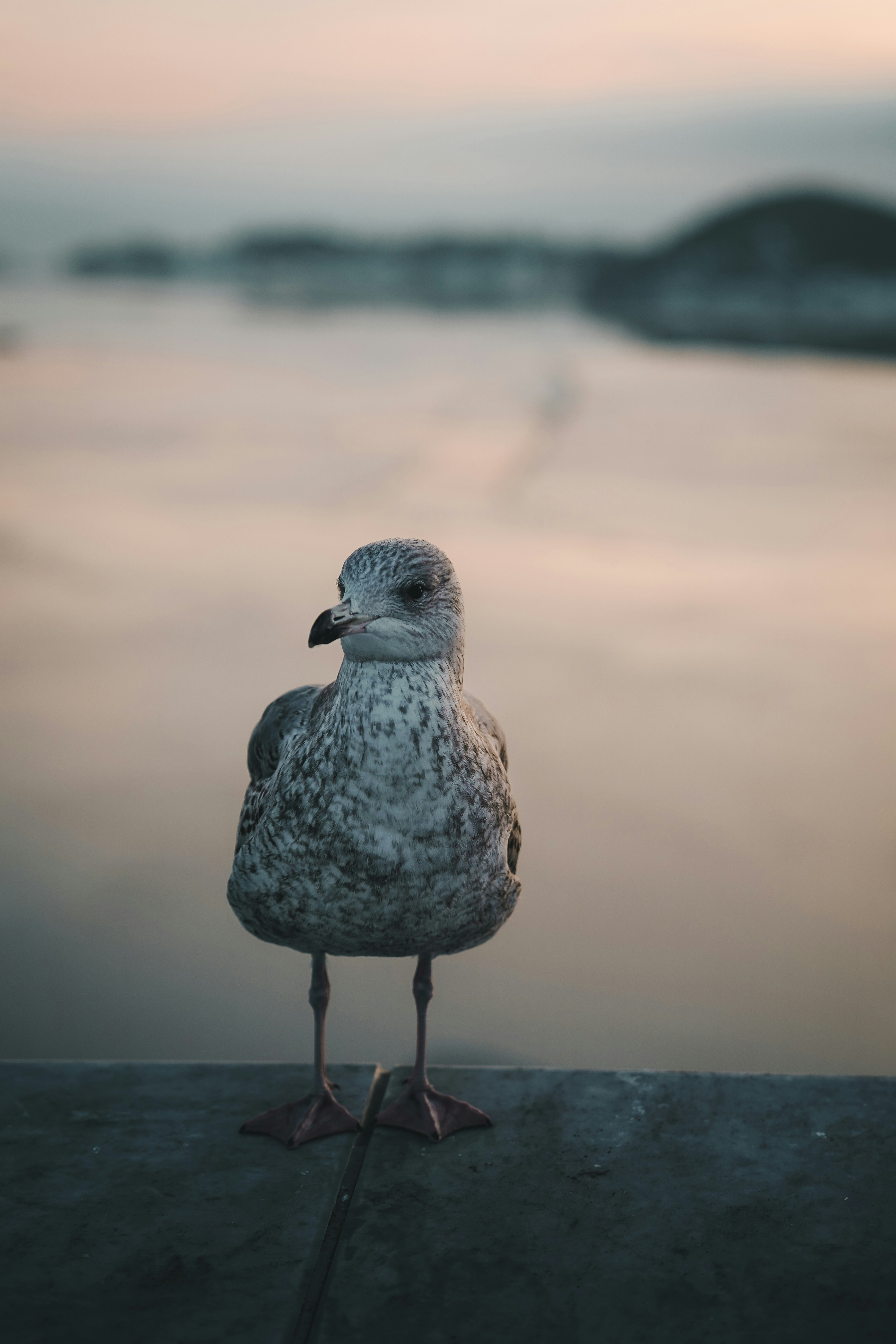 Photo by kevin_charit