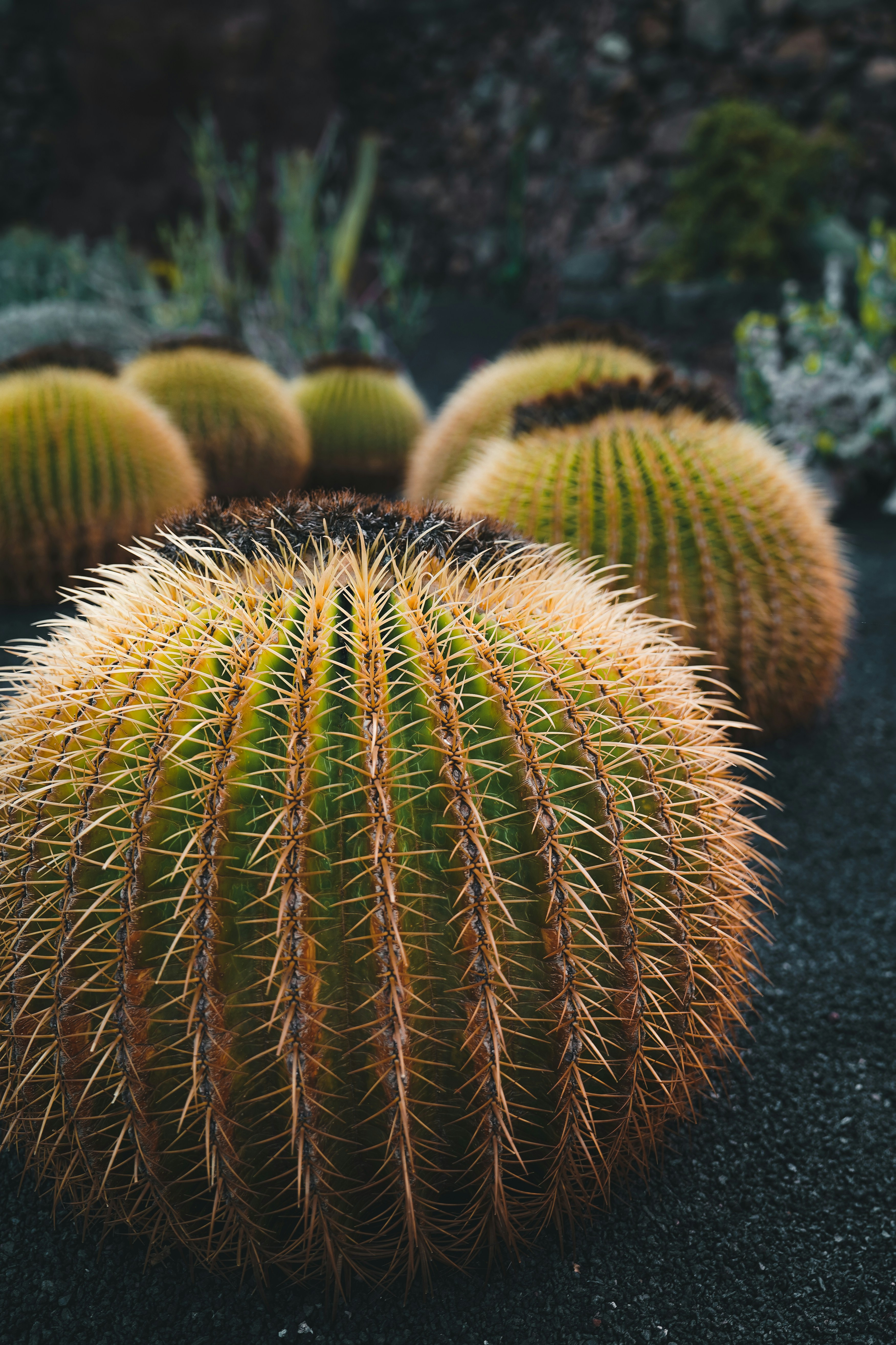 a group of cactus plants sitting next to each other