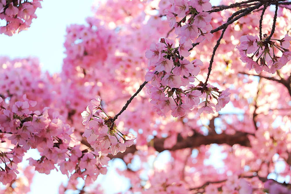 a close up of a tree with pink flowers