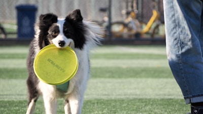 A border collie playing fetch with a frisbee in a field.