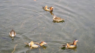 Water Fowl Decoys (Electronic): Motion Decoys vs. Sound Decoys (Realism, Effectiveness, and Battery 