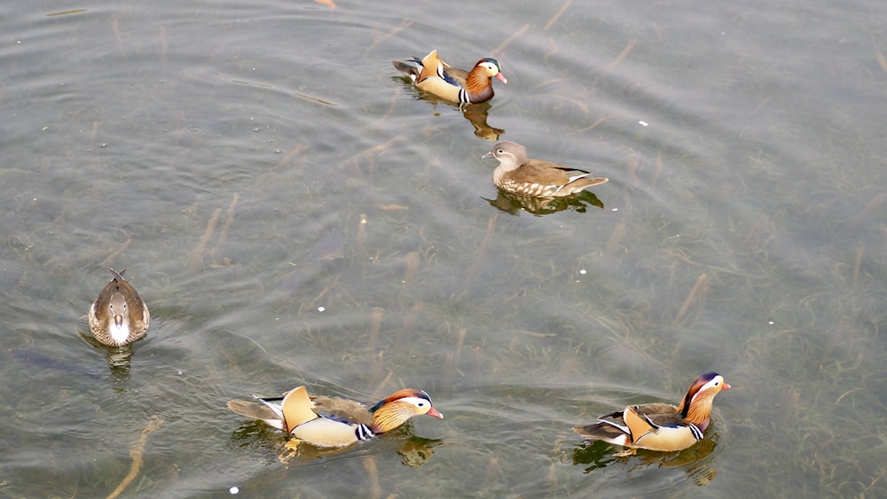 a group of ducks floating on top of a lake