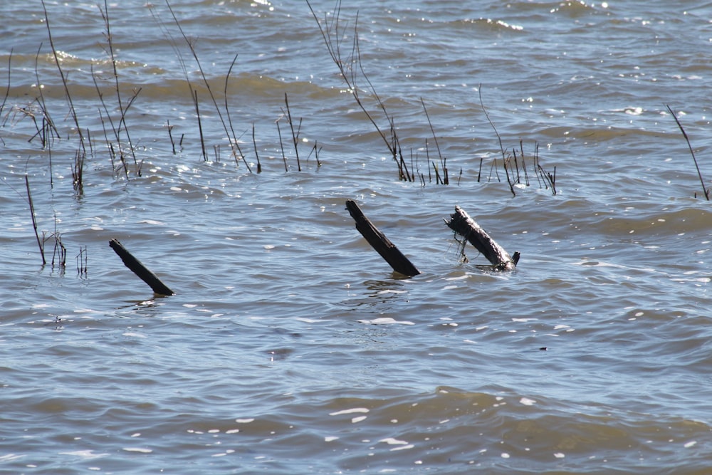 a group of poles sticking out of the water