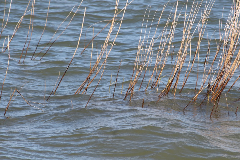 a group of reeds floating on top of a body of water