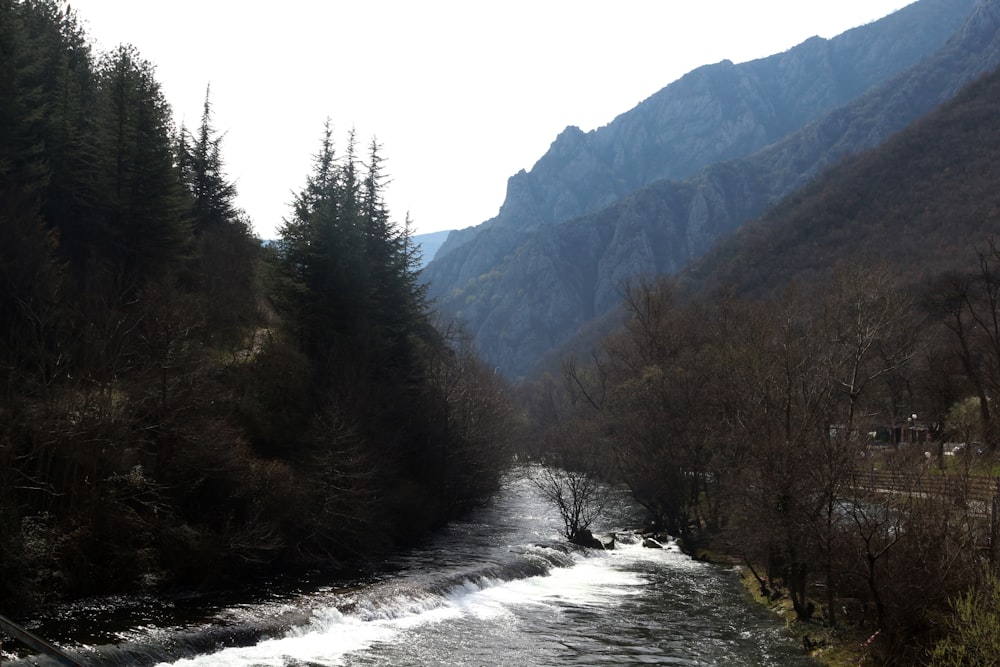 Un río que atraviesa un frondoso bosque verde