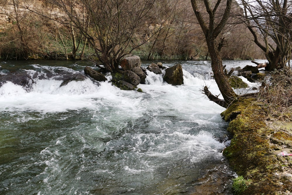 Un río que atraviesa un frondoso bosque verde