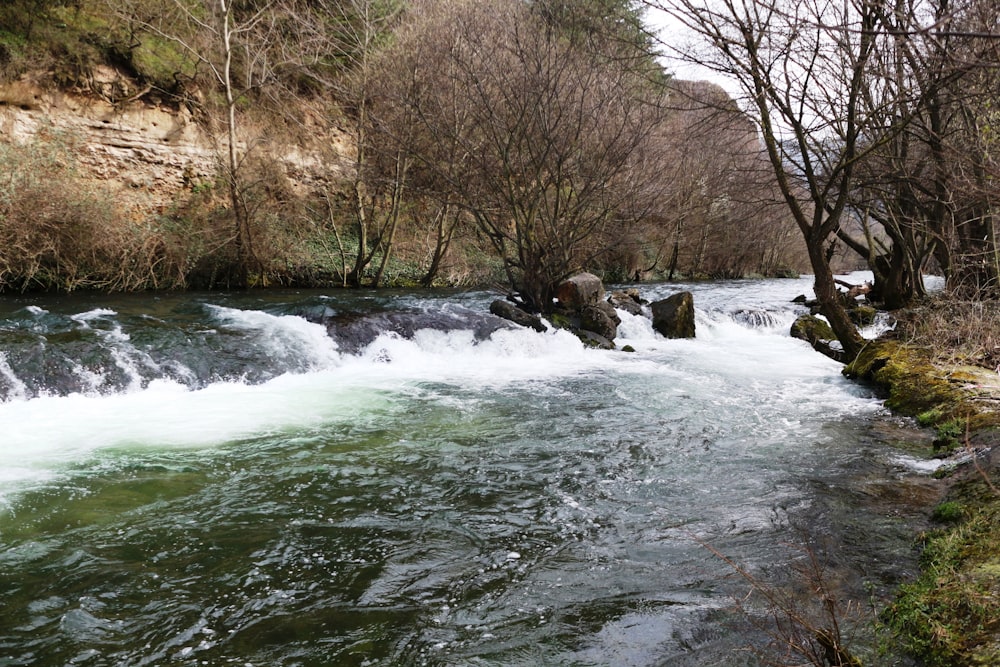 a river running through a lush green forest