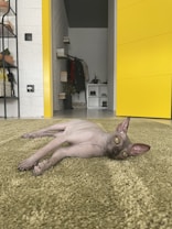 A hairless cat with prominent ears is lying on a green carpet, looking towards the camera with a relaxed expression. Behind the cat is an interior view of a house, featuring a bright yellow door slightly ajar, shelves with books and decorative plants, and a small open closet displaying clothes and shoes.