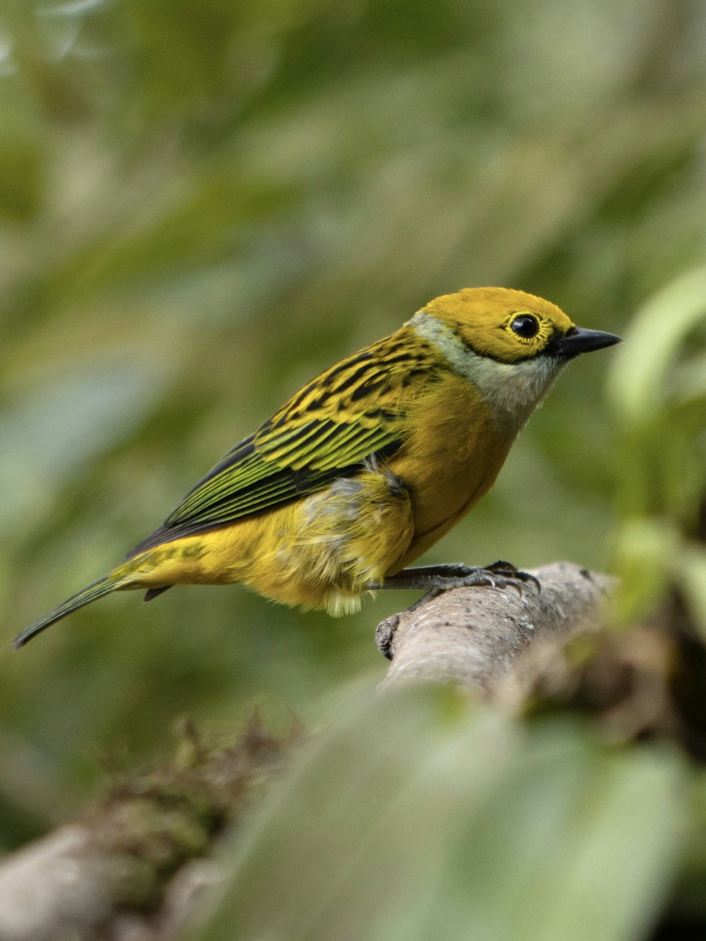 a small yellow bird perched on a tree branch