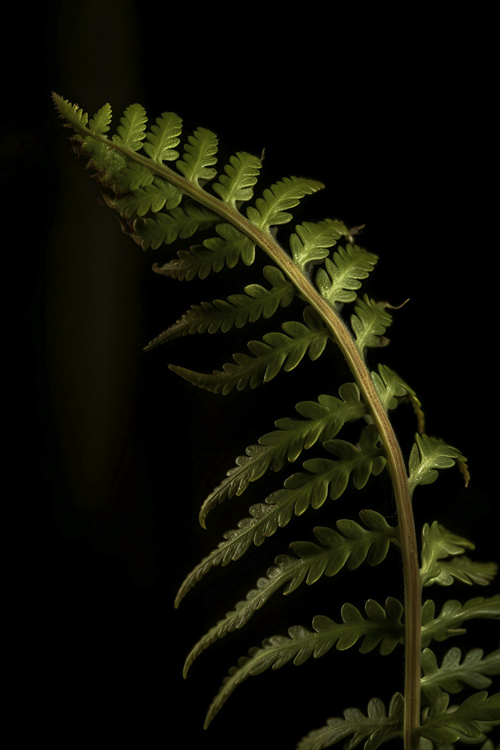 a green fern leaf on a black background