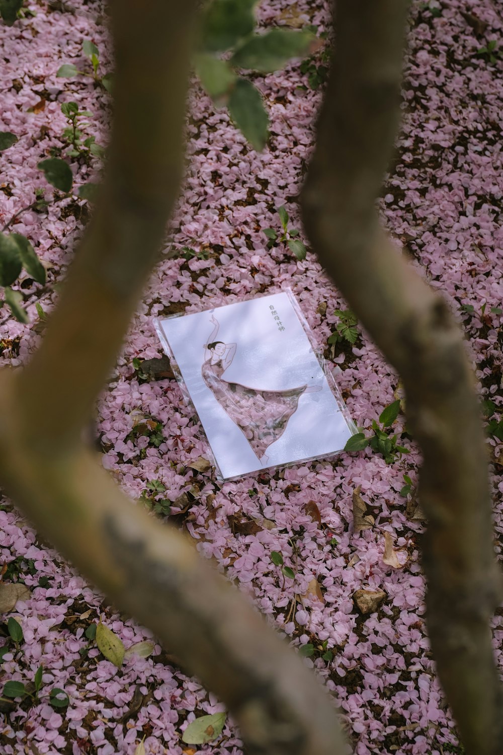 a piece of paper sitting on top of a leaf covered ground