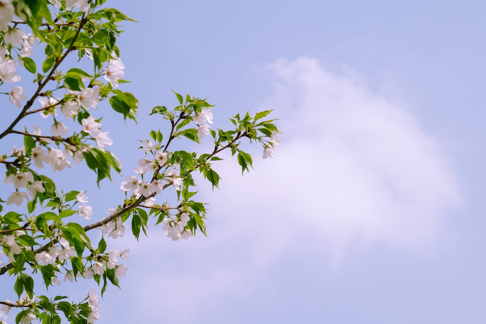 Ein Ast mit weißen Blüten vor blauem Himmel