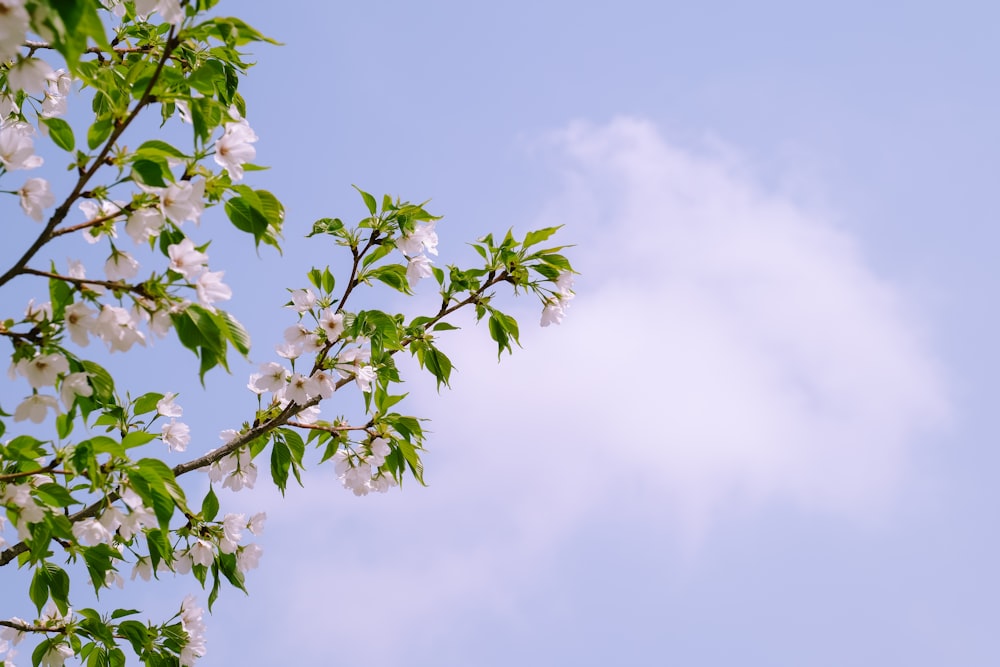 a tree branch with white flowers against a blue sky