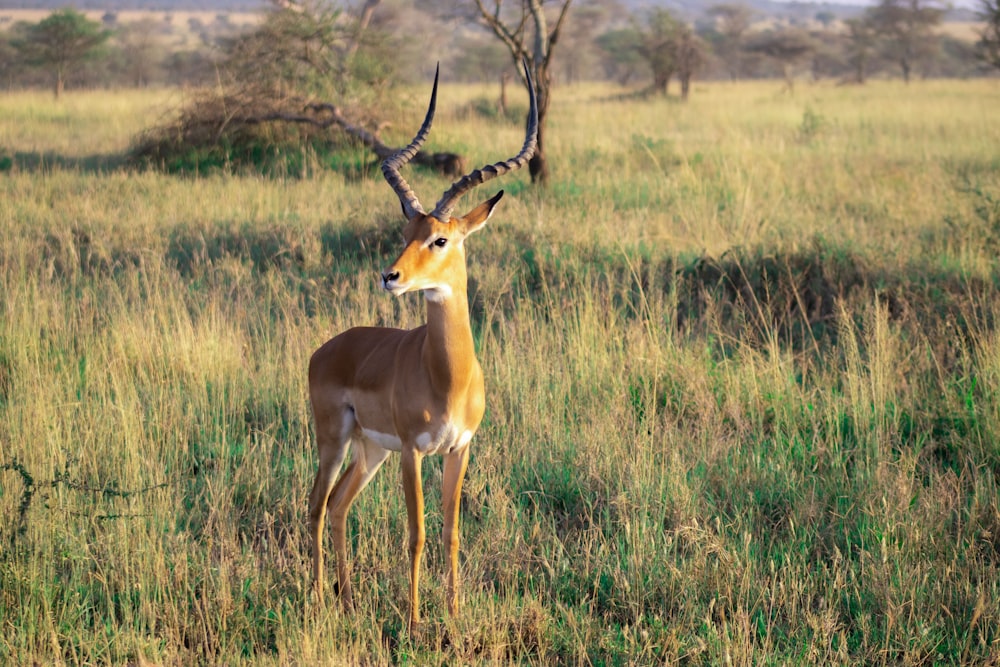 a gazelle standing in the middle of a grassy field