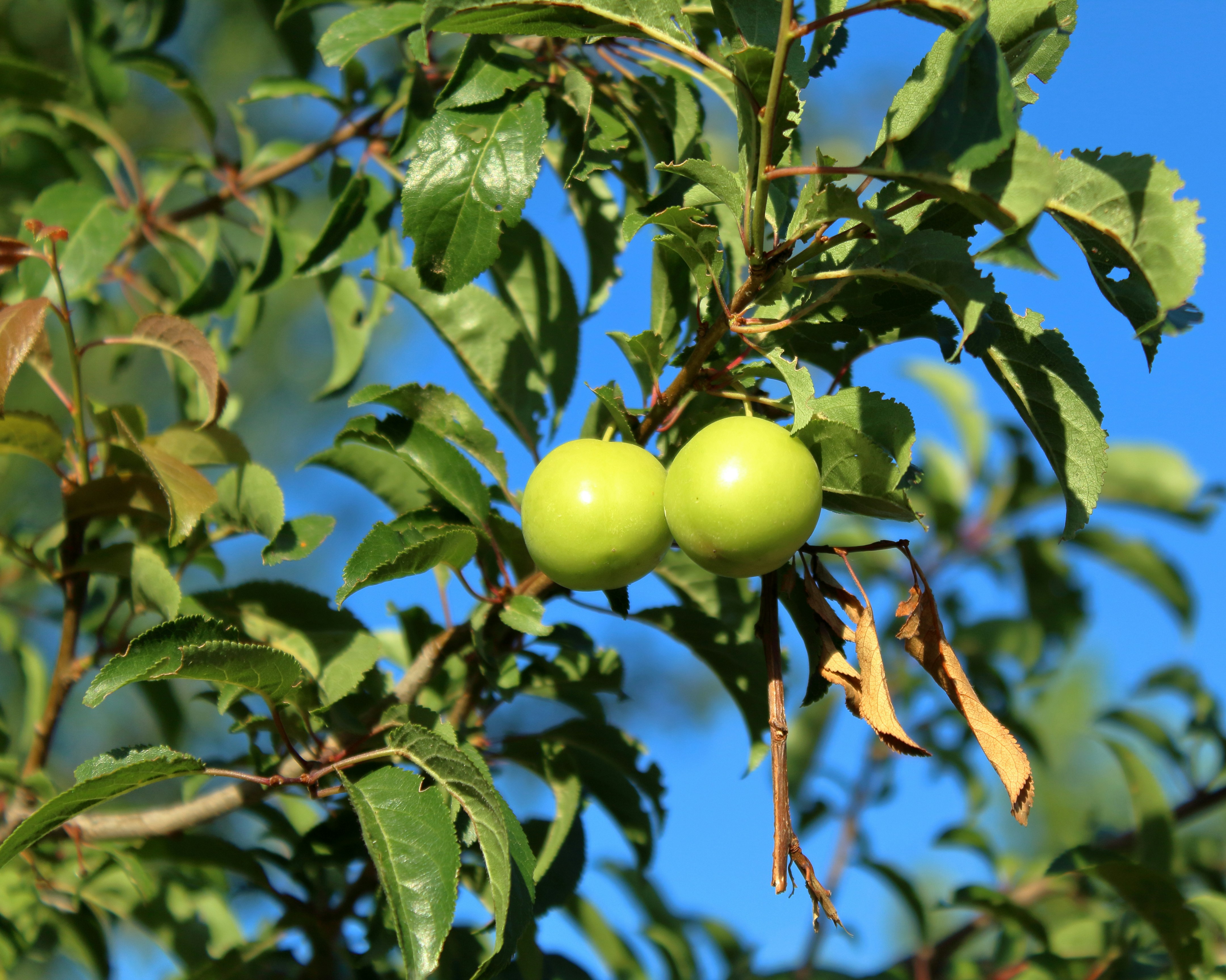 Rüyada Meyve Bulmak: Anlamı ve Gizemleri