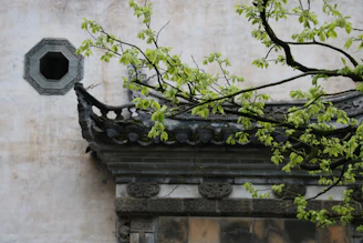 a building with a tree growing out of it