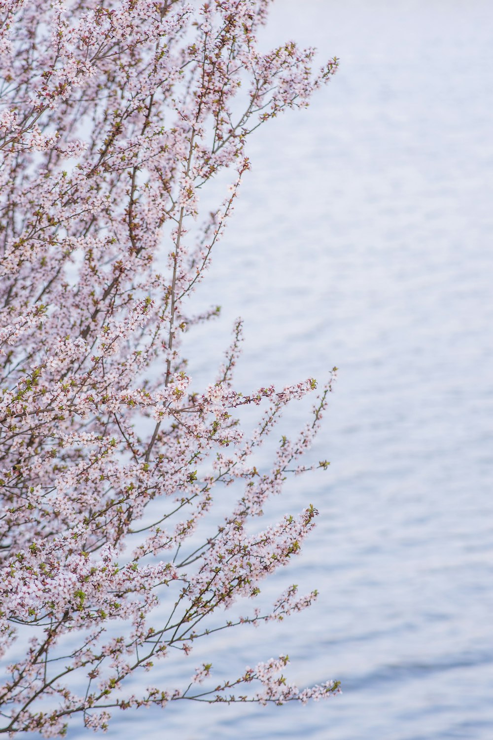 a bird is perched on a branch by the water