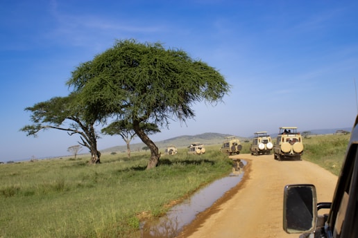 Several safari vehicles drive along a dirt road lined with lush green grass and a distinctive acacia tree with a large, flat top. The landscape is expansive under a bright blue sky, suggesting a savannah environment.