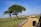Several safari vehicles drive along a dirt road lined with lush green grass and a distinctive acacia tree with a large, flat top. The landscape is expansive under a bright blue sky, suggesting a savannah environment.