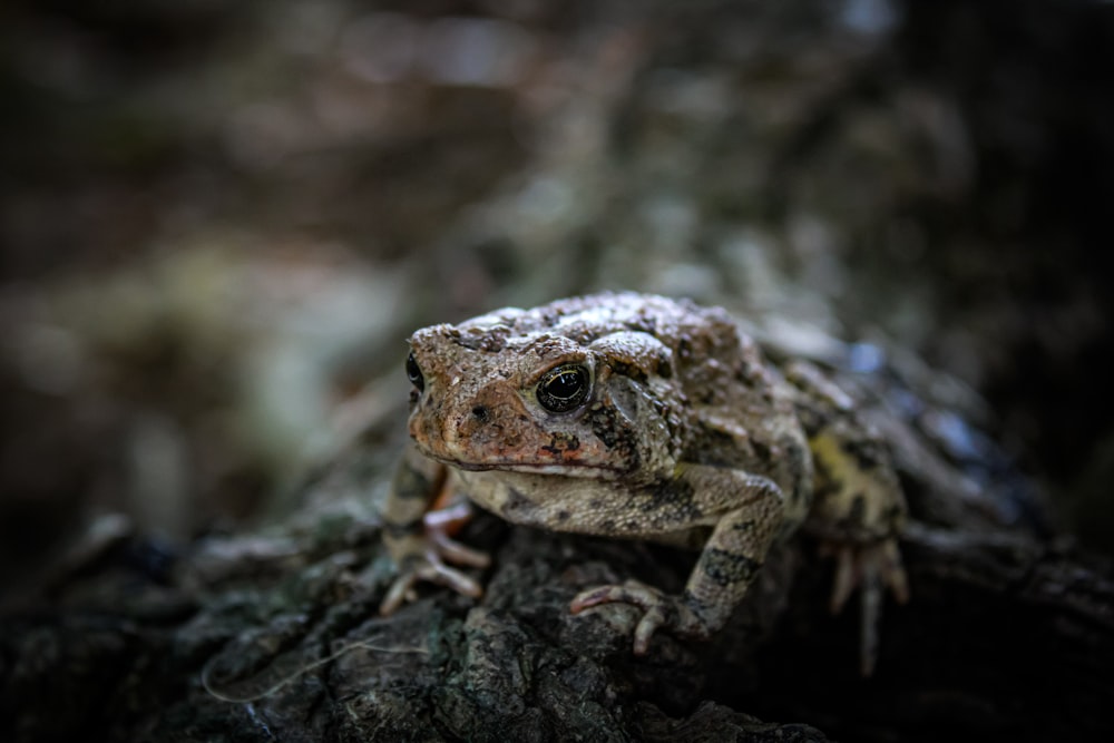 a frog sitting on top of a tree branch