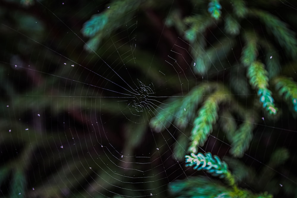 Gros plan d’une toile d’araignée sur un arbre