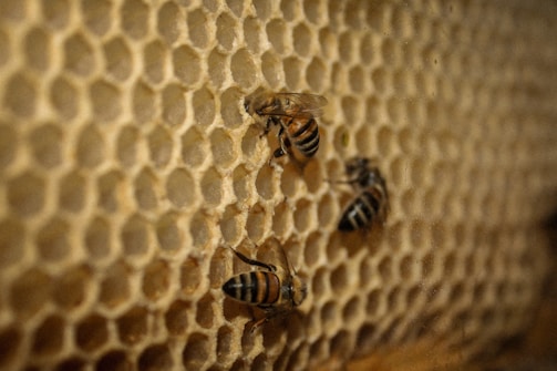 Several bees are working on a honeycomb, which consists of numerous hexagonal cells. The bees are positioned across the frame with their striped bodies and translucent wings visible, interacting with the neatly arranged honeycomb structure.