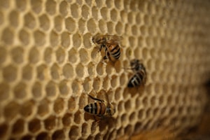 Classic Wooden Beehive