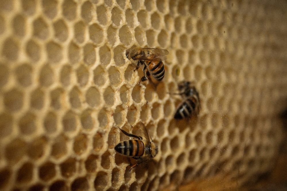 a close up of some bees on a honeycomb