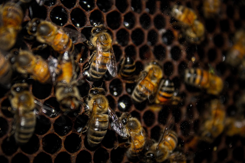 a bunch of bees that are in a beehive