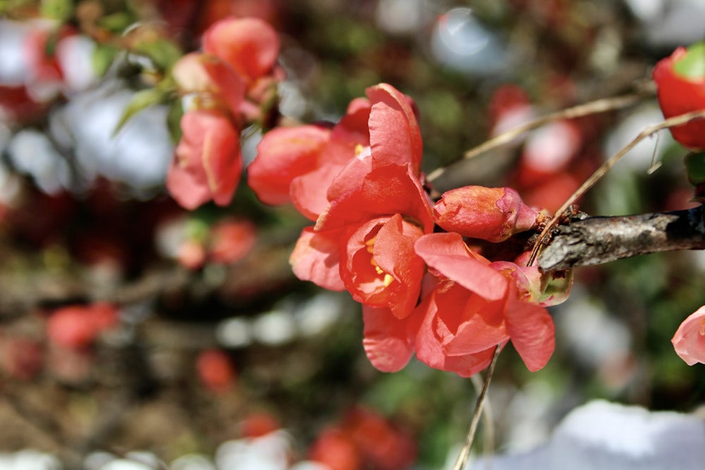 a branch of a tree with red flowers