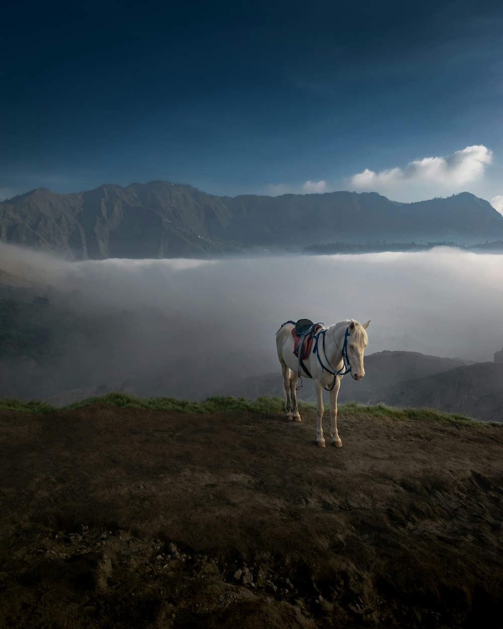 a white horse standing on top of a hill