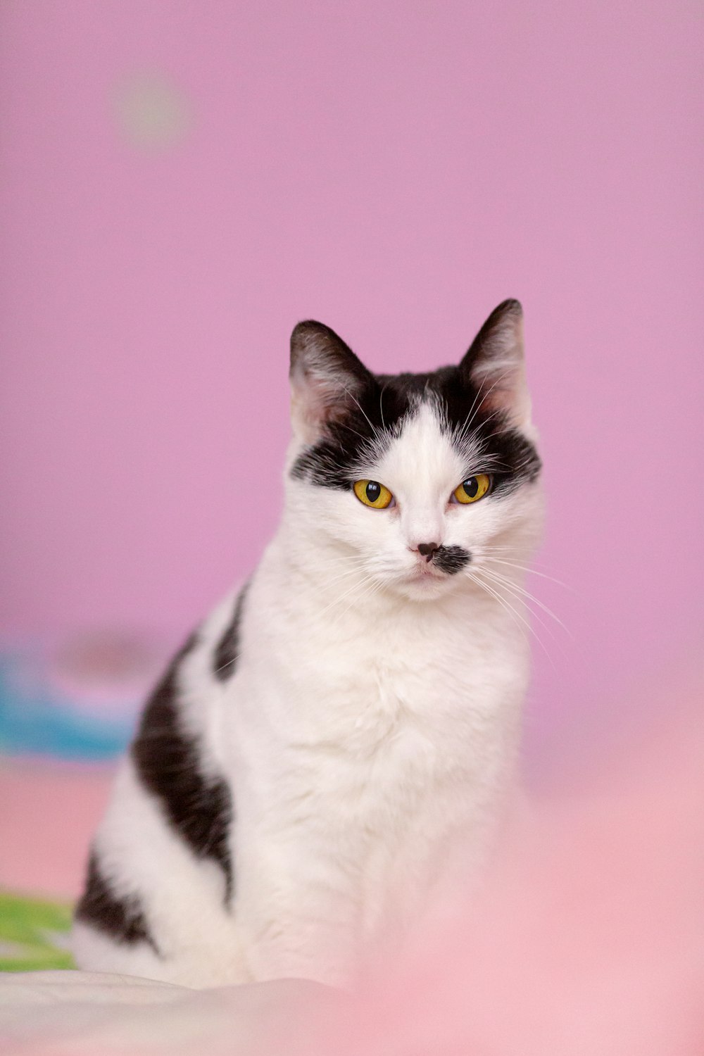 a black and white cat sitting on top of a bed