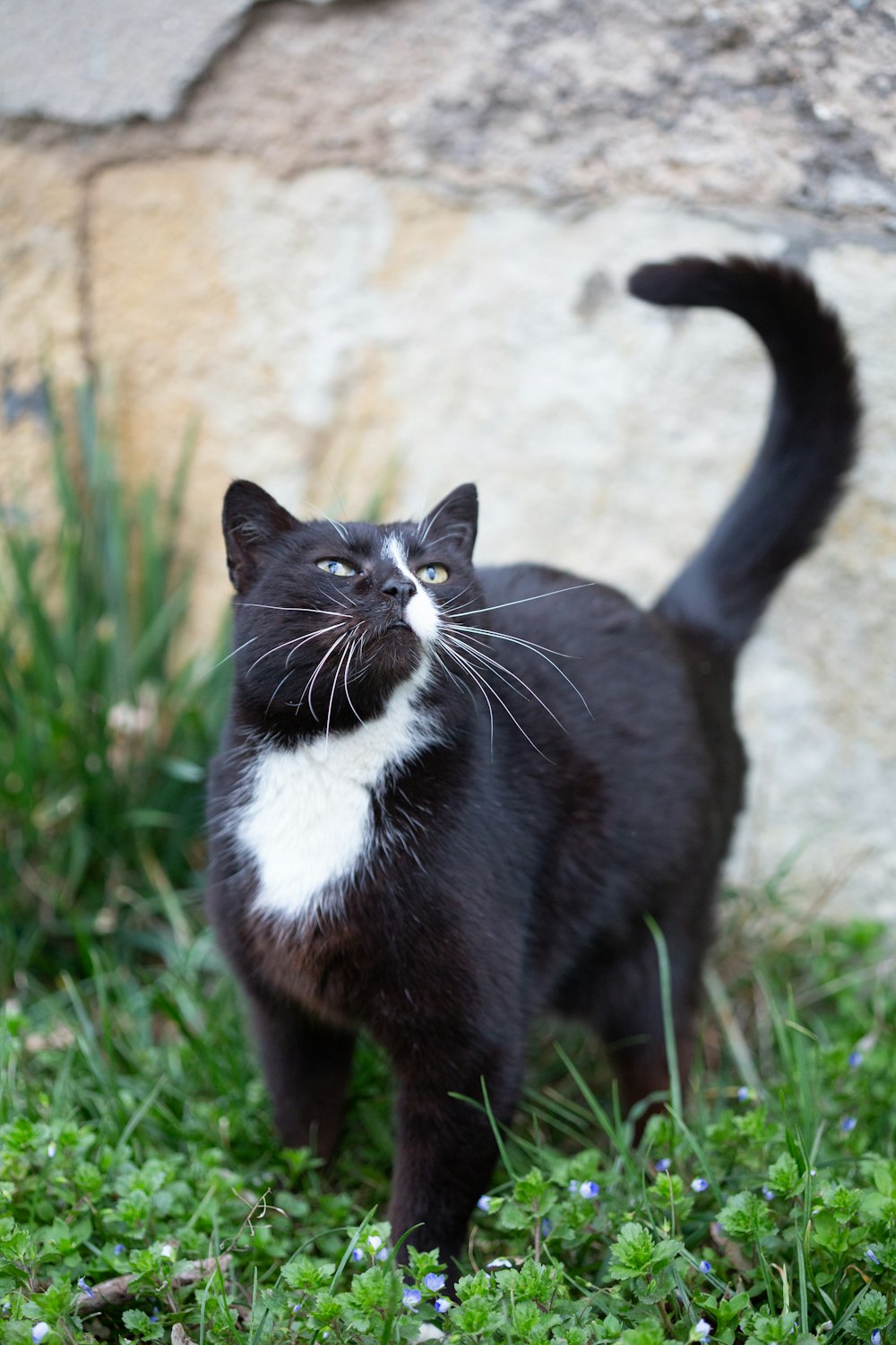 a black and white cat standing in the grass