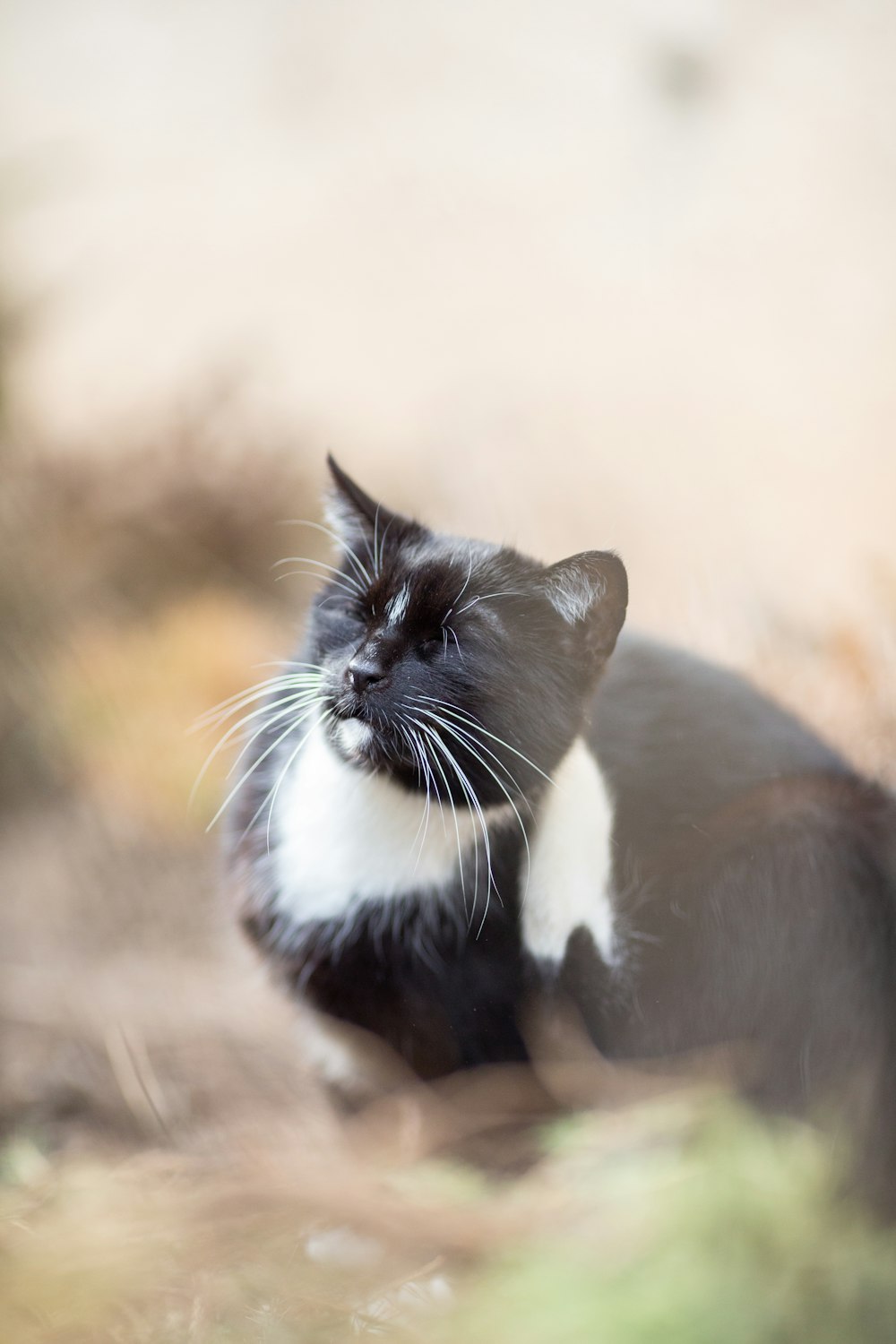 a black and white cat sitting on the ground