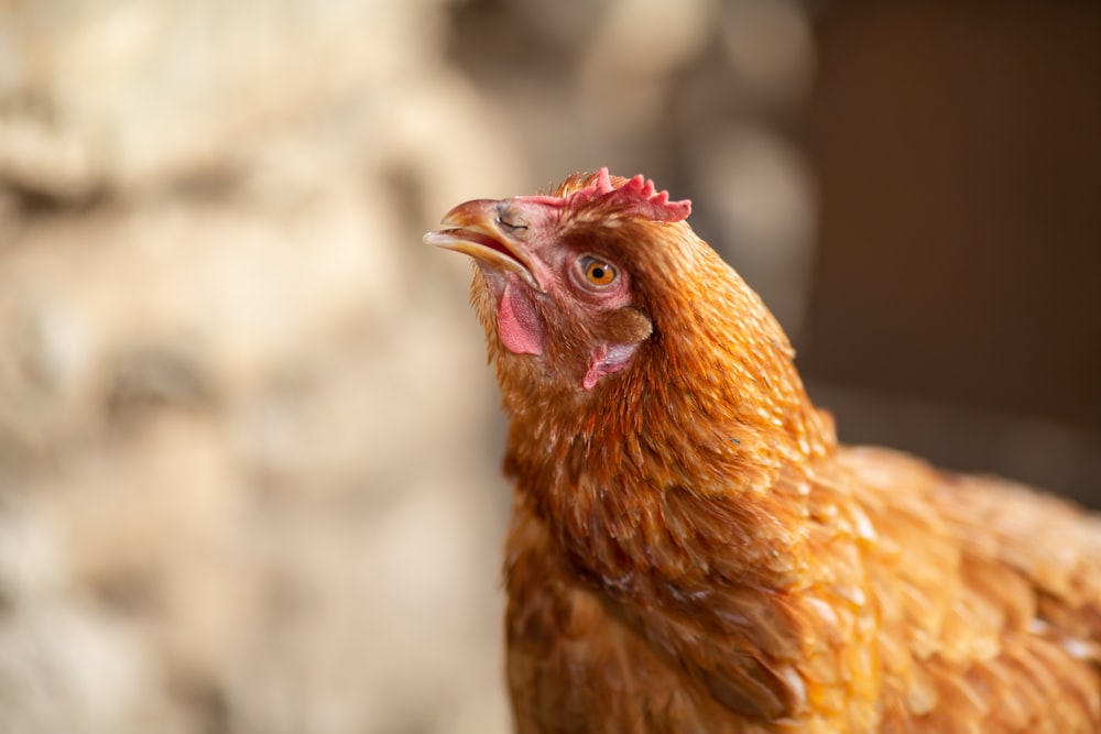 a close up of a chicken on a sunny day