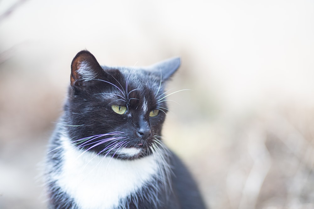 a black and white cat sitting in a field