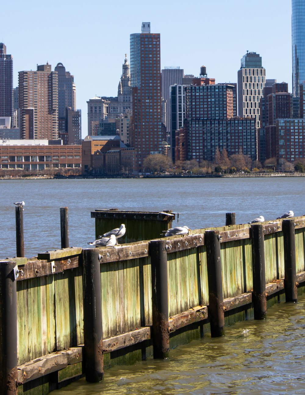 a group of birds sitting on top of a wooden pier