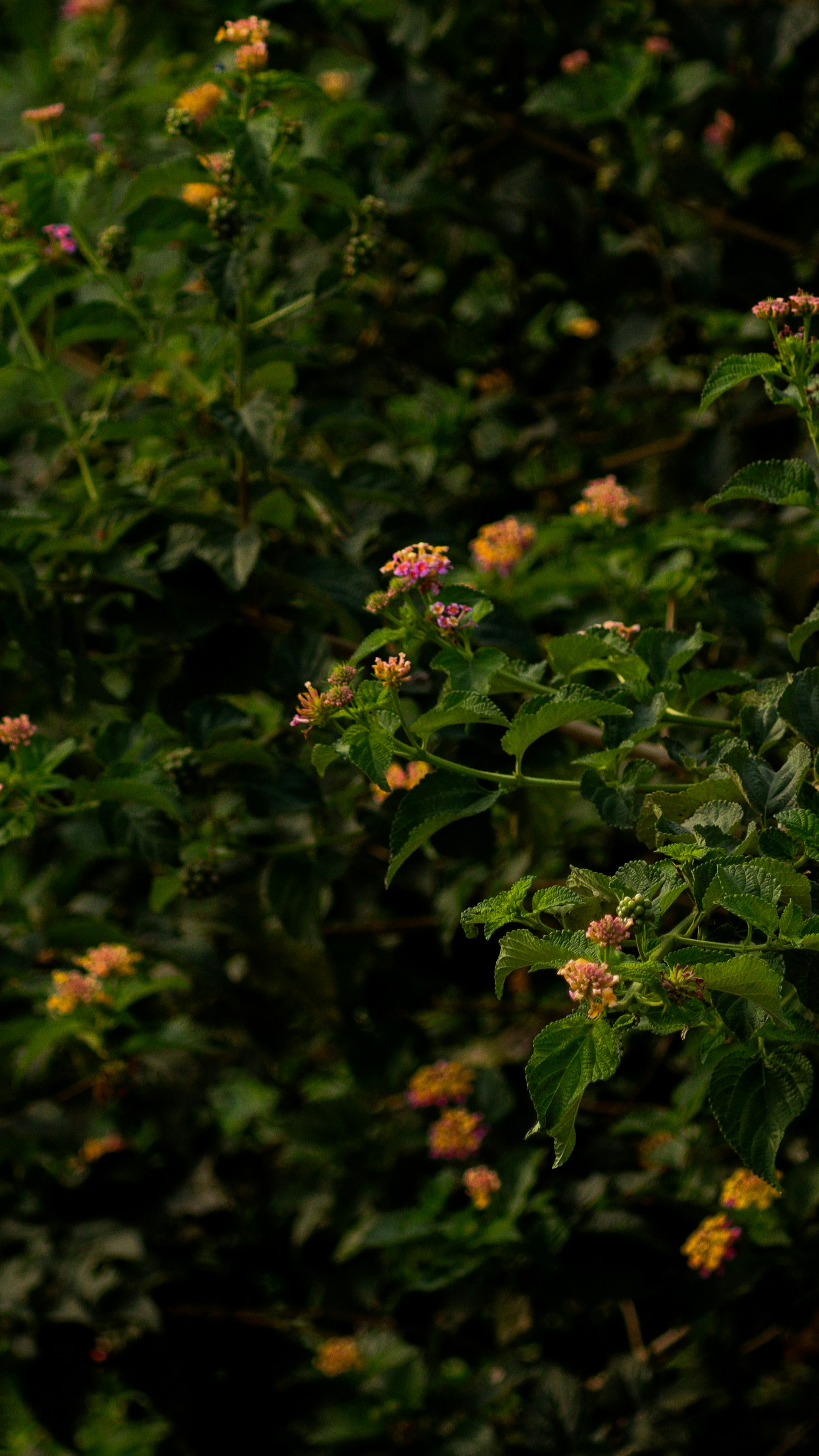 Photo by saravanan_sudalaimuthu