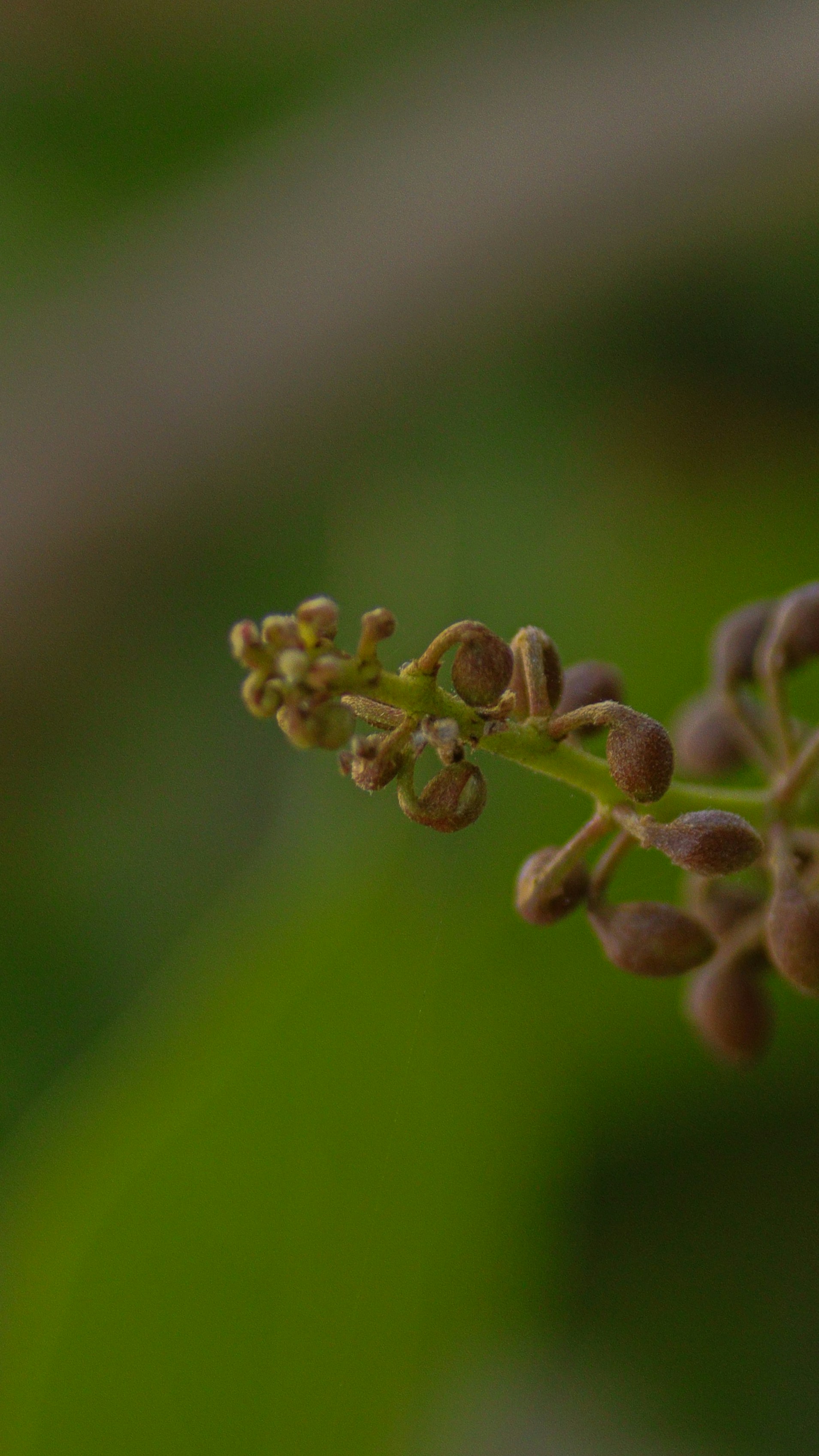 Photo by saravanan_sudalaimuthu