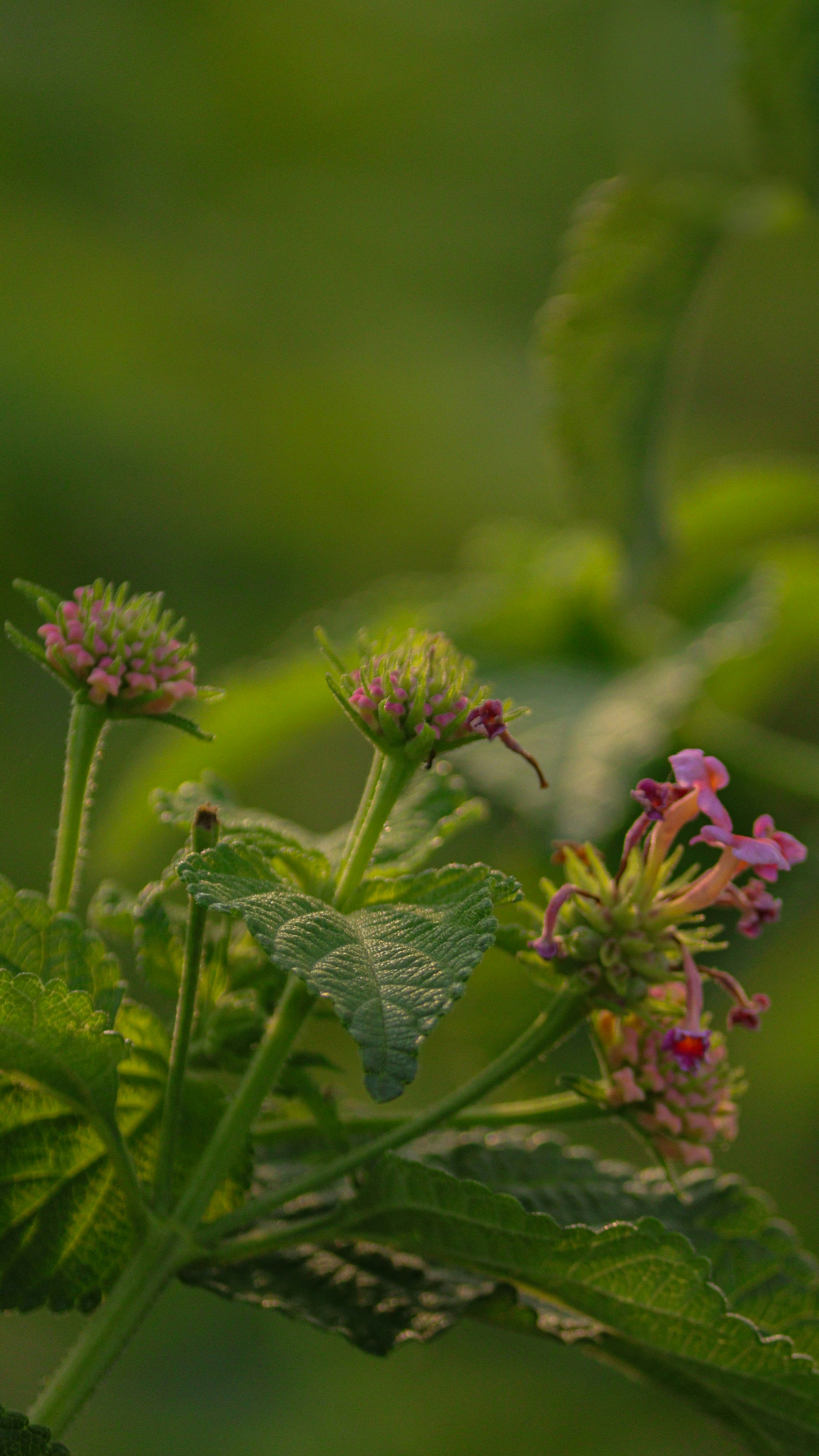 Photo by saravanan_sudalaimuthu